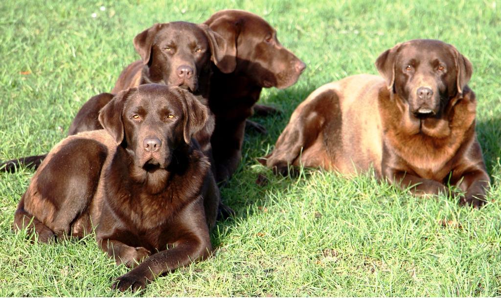 Gite Labradors De Bailly - Giverny Сен-Пьер-ла-Гаренн Экстерьер фото